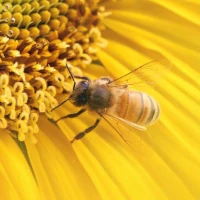 image illustrant l'article